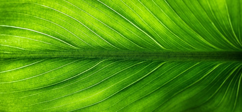 Eco-friendly Resorts
